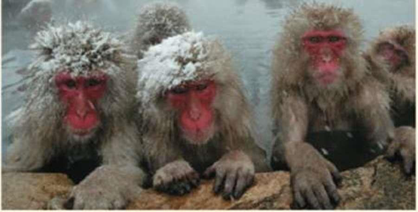 Chapter 40, Problem 13TYU, 13. SYNTHESIZE YOUR KNOWLEDGE These macaques (Macaca fuscata) are partially immerseil in a hot 