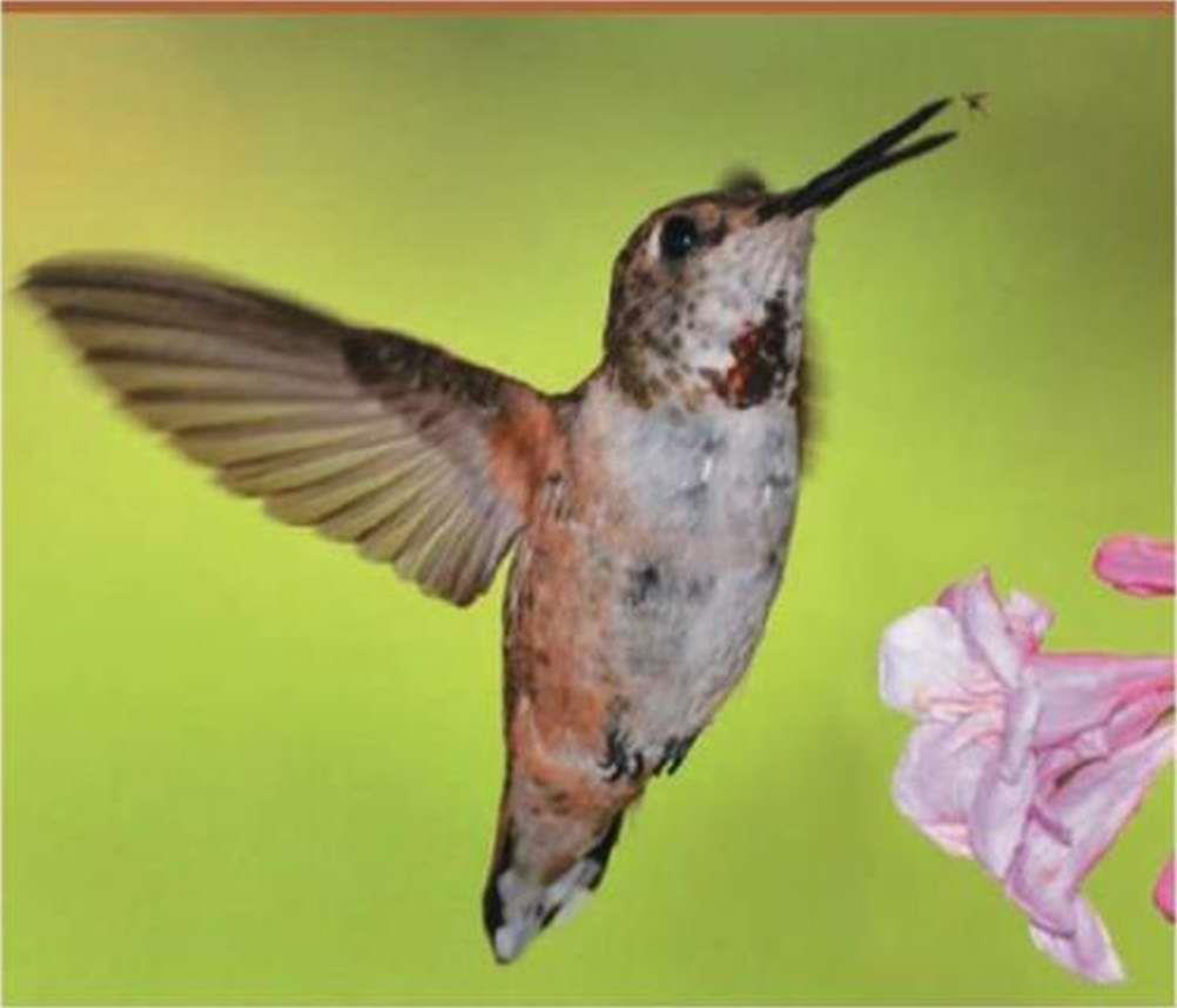 Chapter 41, Problem 12TYU, SYNTHESIZE YOUR KNOWLEDGE Hummingbirds are well adapted to obtain sugary nectar from flowers, but 