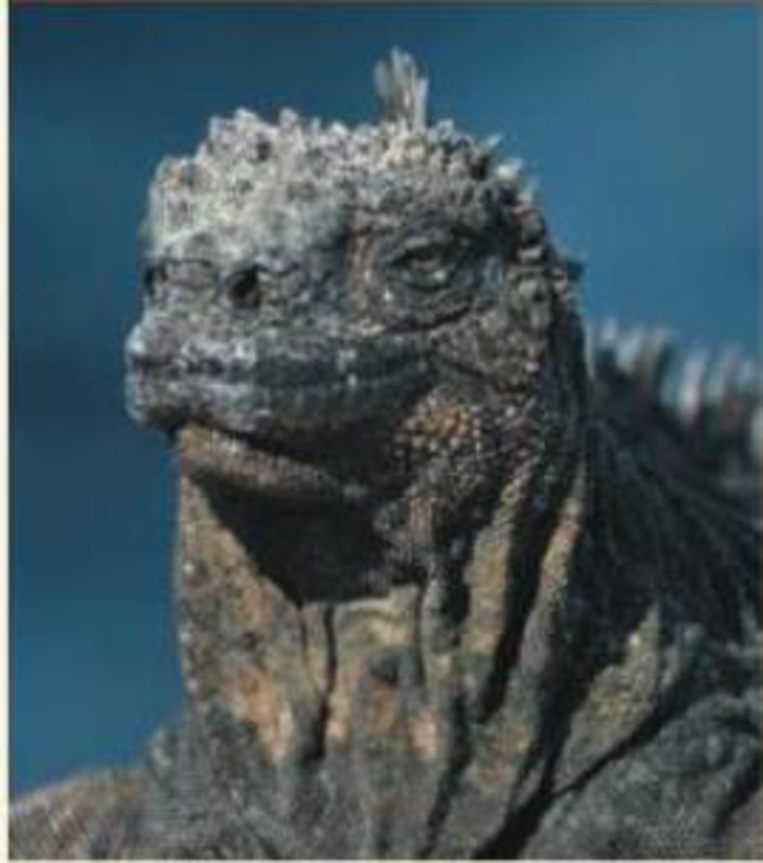 Chapter 44, Problem 11TYU, SYNTHESIZE YOUR KNOWLEDGE The marine iguana (Amblyrhynchus cristatus), which spends long periods 