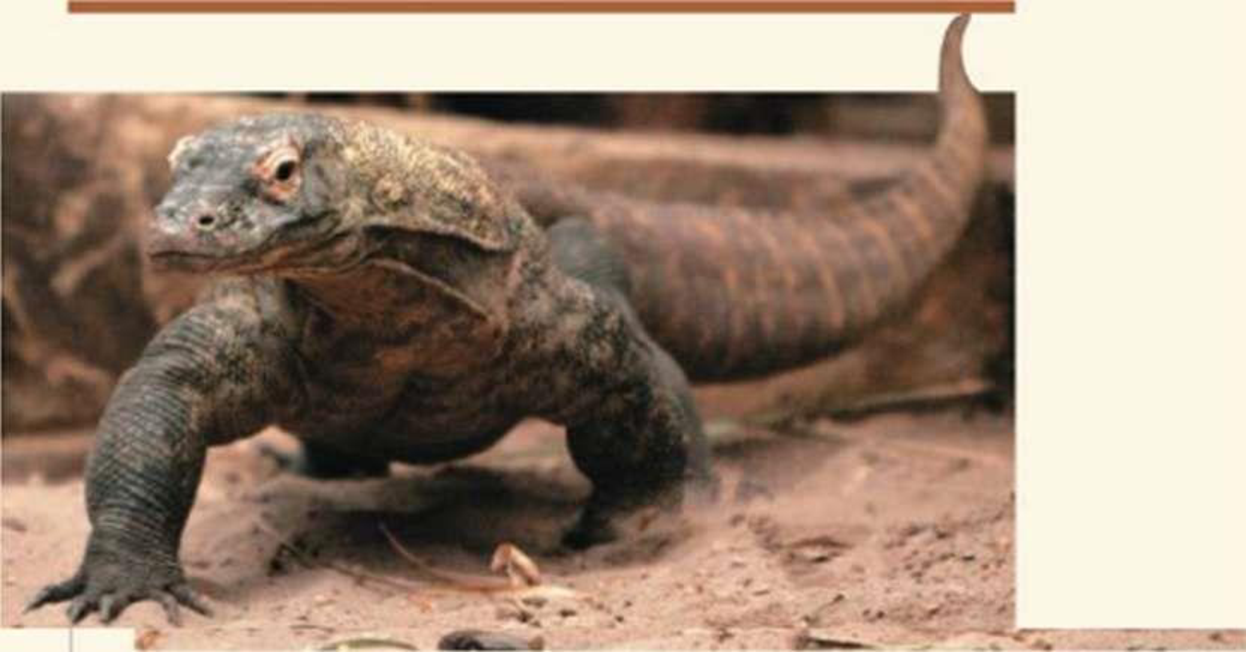Chapter 46, Problem 13TYU, SYNTHESIZE YOUR KNOWLEDGE A female Komodo dragon (Varanus komodoensis) kept in isolation in a zoo 