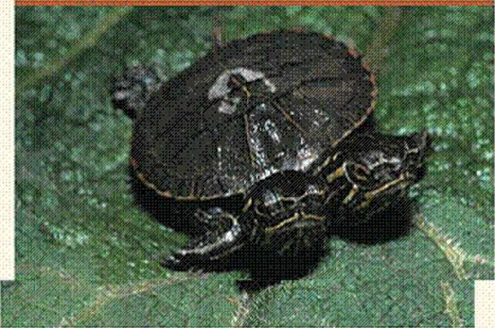Chapter 47, Problem 13TYU, SYNTHESIZE YOUR KNOWLEDGE Occasionally, two-headed animals such as this turtle are born. Thinking 