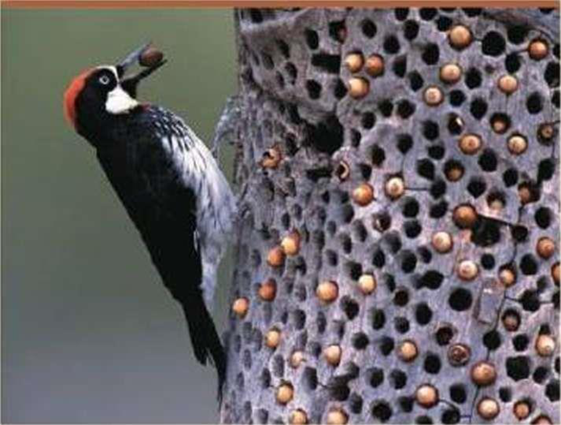 Chapter 51, Problem 12TYU, SYNTHESIZE YOUR KNOWLEDGE Acorn woodpeckers (Melanerpes formicivorus) slash acorns in storage holes 