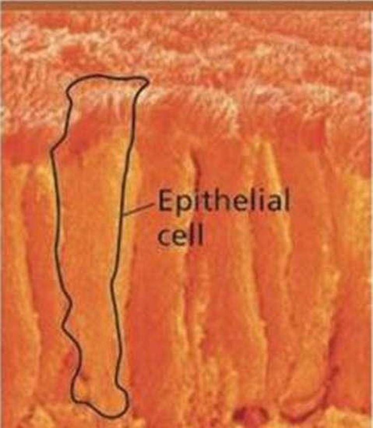 Chapter 6, Problem 10TYU, SYNTHESIZE YOUR KNOWLEDGE The cells in this SEM are epithelial cells from the small intestine. 