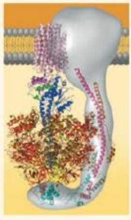 Chapter 9, Problem 10TYU, VISUAL SKILLS This Computer model shows the four parts of ATP synthase, each part consisting of a 