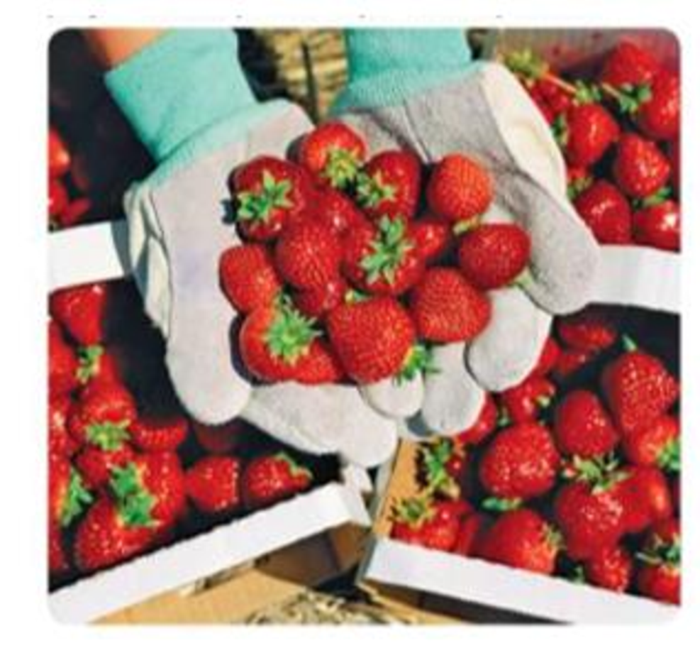 Chapter 1.2, Problem 25E, Picking Strawberries Chuck hires 11 people to pick strawberries from his field. He agrees to pay 