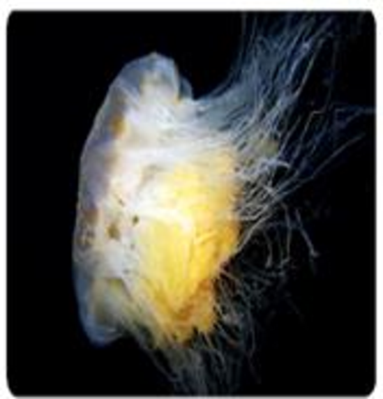 Chapter 7.1, Problem 39E, In Exercises 3946, use the following information about the lions mane jellyfish to answer the 