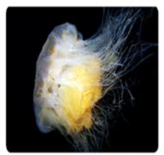 Chapter 7.1, Problem 41E, In Exercises 3946, use the following information about the lions mane jellyfish to answer the 