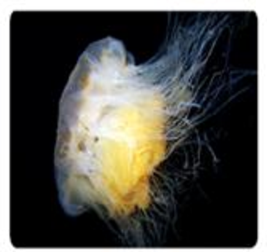 Chapter 7.1, Problem 46E, In Exercises 3946, use the following information about the lions mane jellyfish to answer the 