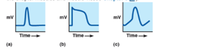 Chapter 17.5, Problem 13CYU, MAKING connections Below are drawings of three different action potentials. Two of these occur in 