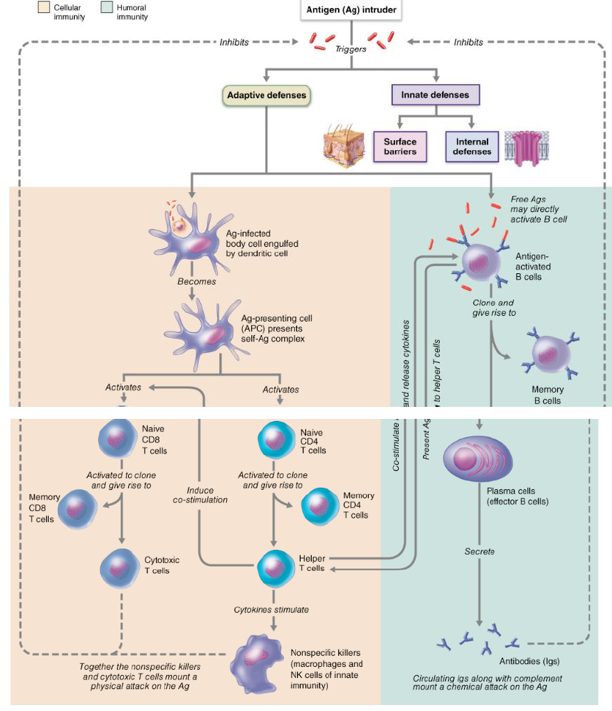 Chapter 20.6, Problem 19CYU, Which type of T cell is the most important in both cellular and humoral immunity? Why? Figure 20.20 