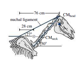 Chapter 12, Problem 56P, The nuchal ligament is a thick, cordlike structure that supports the head and neck in animals like 