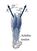 Chapter 5, Problem 18E, Studies of gymnasts show that their high rate of injuries to the Achilles tendon is due to tensions 