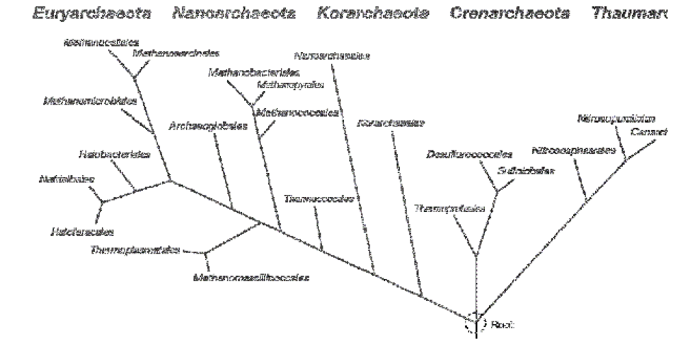 Chapter 17, Problem 1AQ, Using the phylogenetic tree in Figure 17.1 as a guide, discuss what indicates that bacteriorhodopsin 