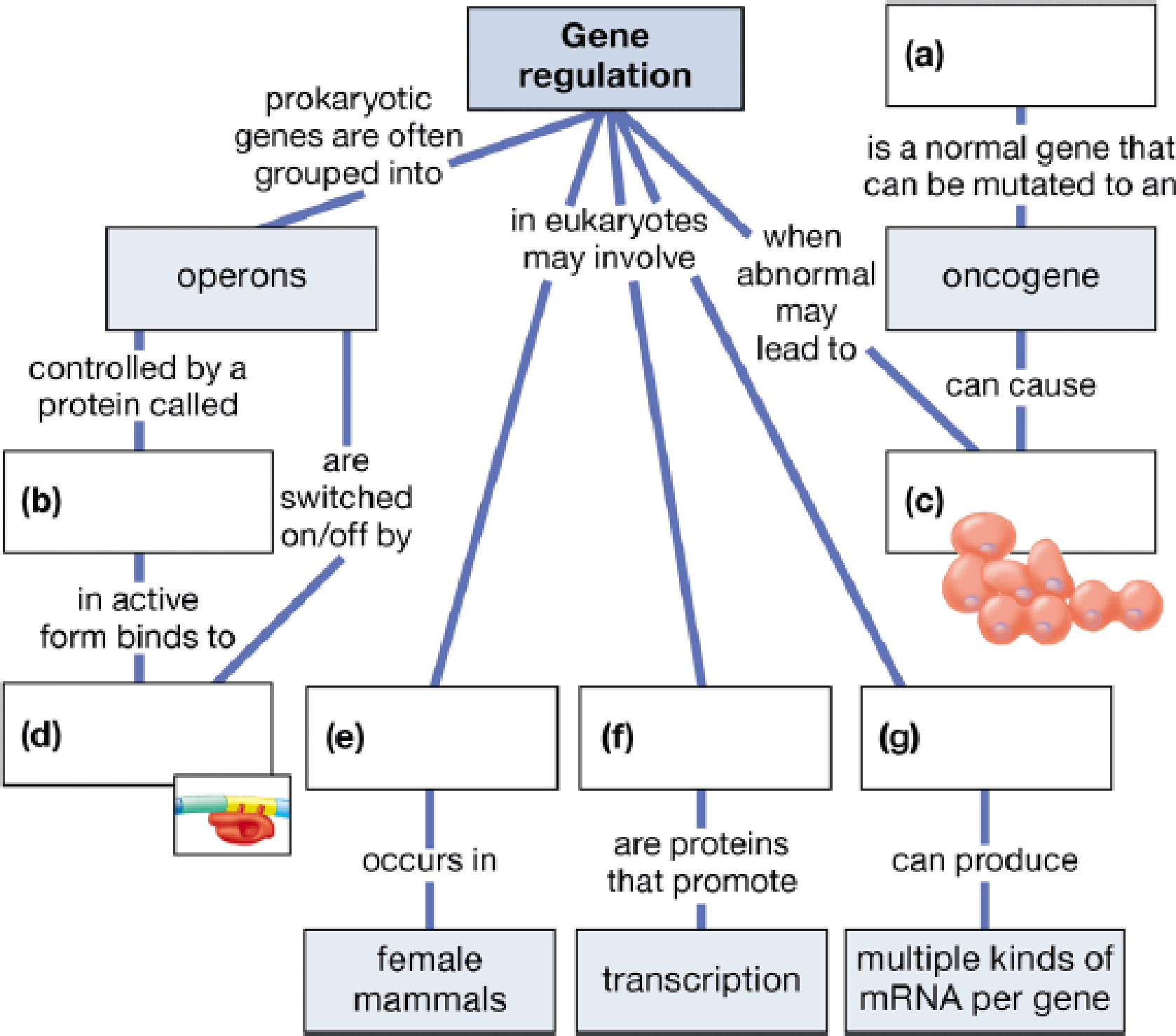 Chapter 11, Problem 1CC, Complete the following concept map to test your knowledge of gene regulation. 