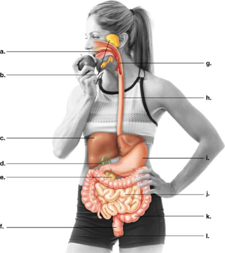 Chapter 21, Problem 1CC, Label the parts of the human digestive system below and indicate the functions of these organs and 