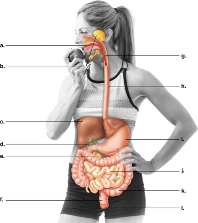 Label The Parts Of The Human Digestive System Below And Indicate The