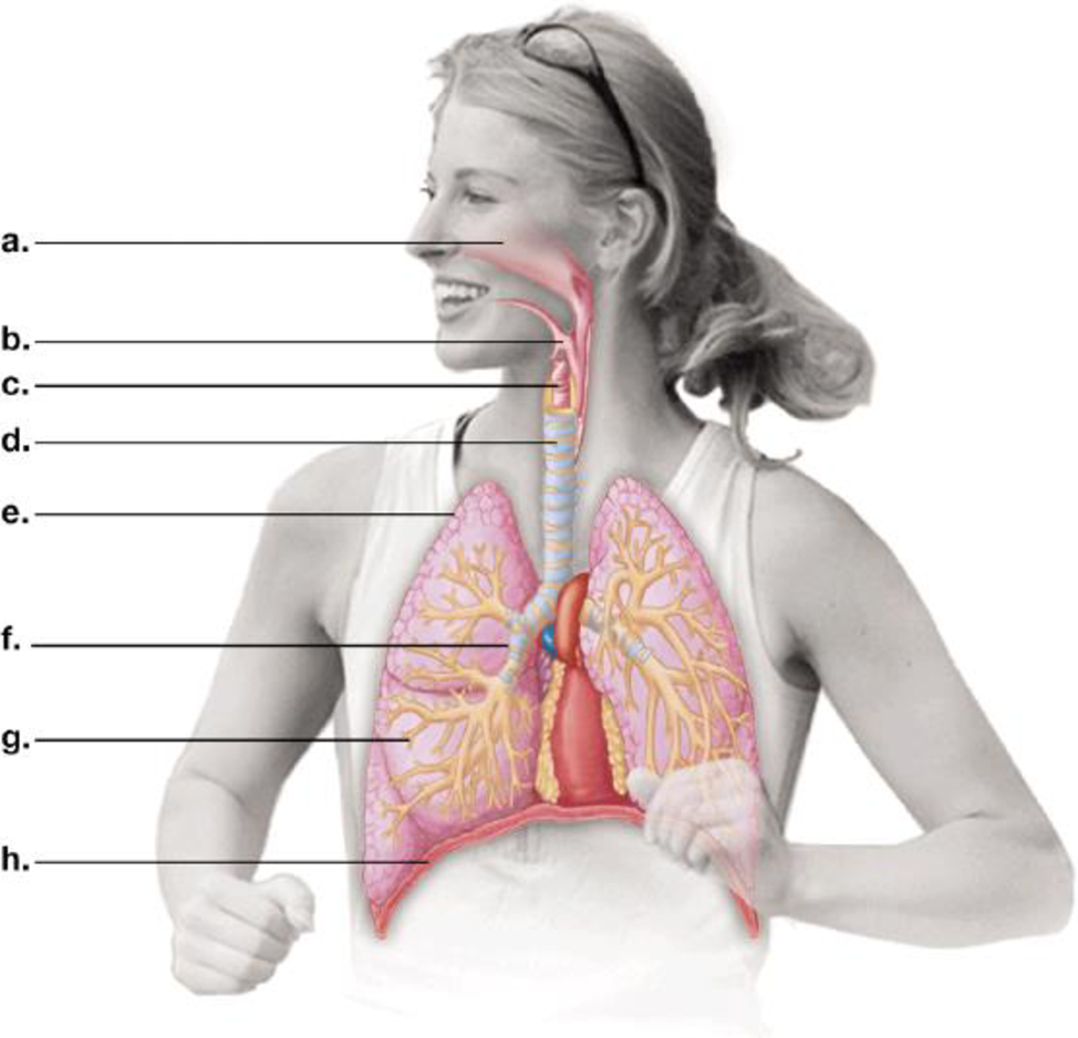 Chapter 22, Problem 2CC, Label the parts of the human respiratory system. 