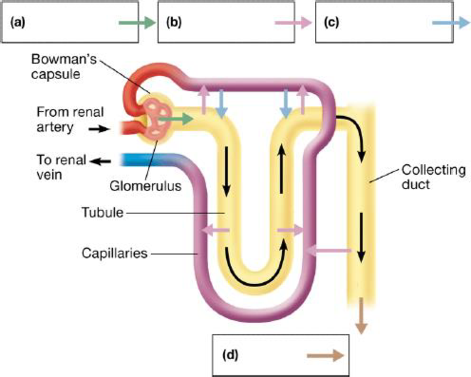 Chapter 25, Problem 2CC, In this schematic of urine production in a nephron, label the four processes involved and list some 