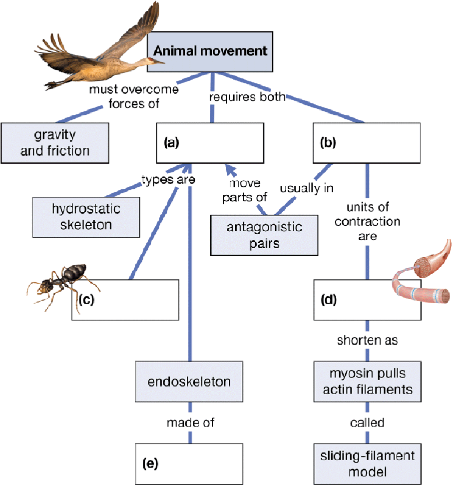 Chapter 30, Problem 1CC, Complete this concept map on animal movement. 