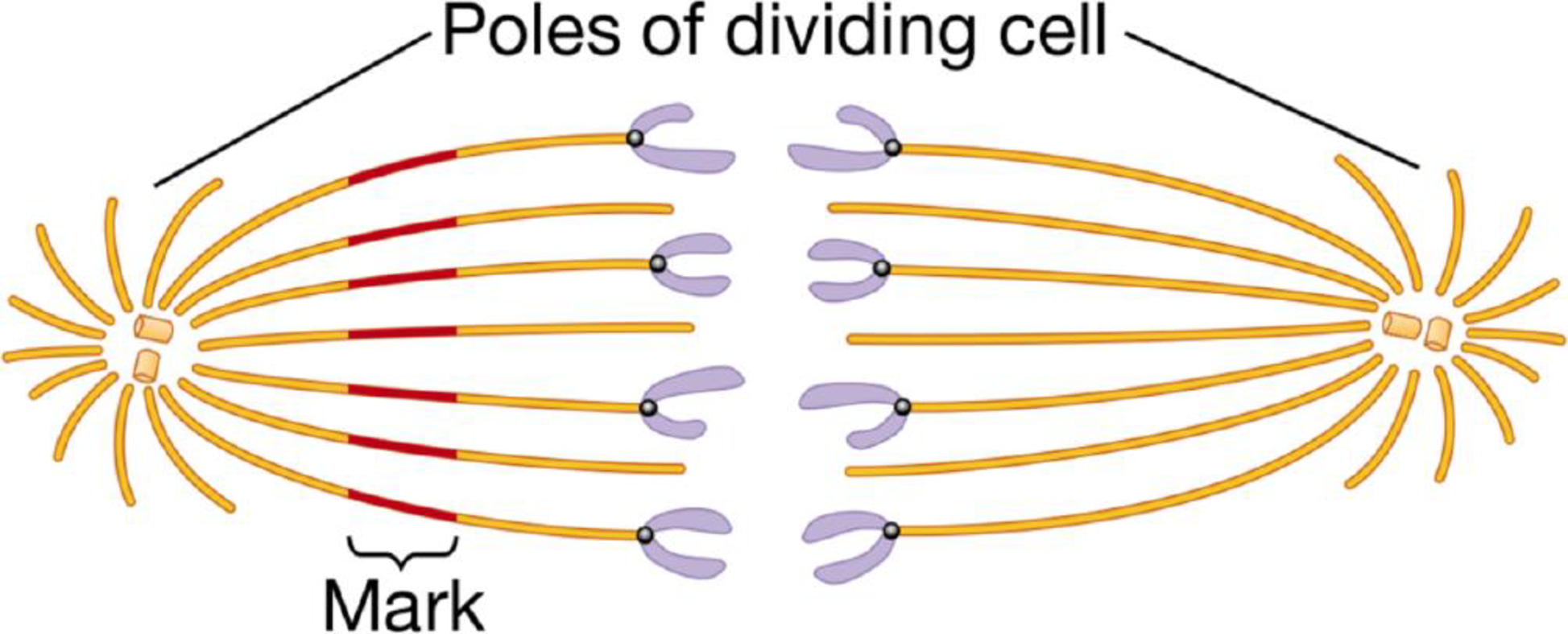 Chapter 4, Problem 19TYK, SCIENTIFIC THINKING Microtubules often produce movement through their interaction with motor , example  1