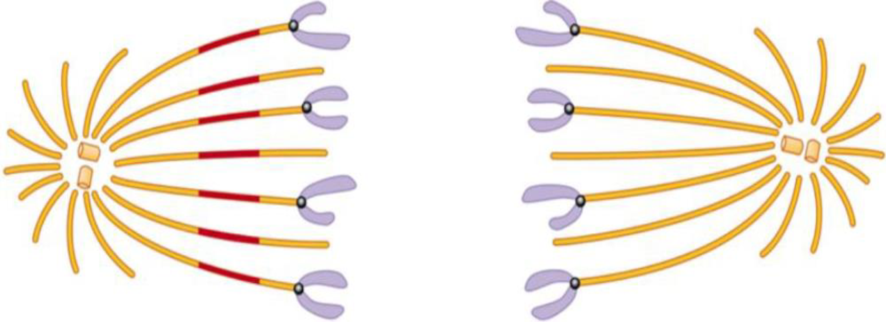 Chapter 4, Problem 19TYK, SCIENTIFIC THINKING Microtubules often produce movement through their interaction with motor , example  2