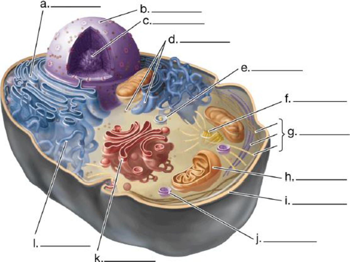 Chapter 4, Problem 1CC, Label the structures in this diagram of an animal cell. Review the functions of each of these 