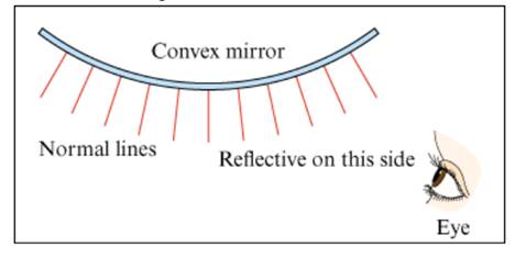 Chapter 10.2, Problem 8P, A convex mirror Is a minor that curves out, so that the normal lines on the reflective side of the , example  1