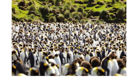 Chapter 12.6, Problem 7P, Penguins huddle together to stay warm in very cold weather. (See Figure 12.85 .) Suppose that a 
