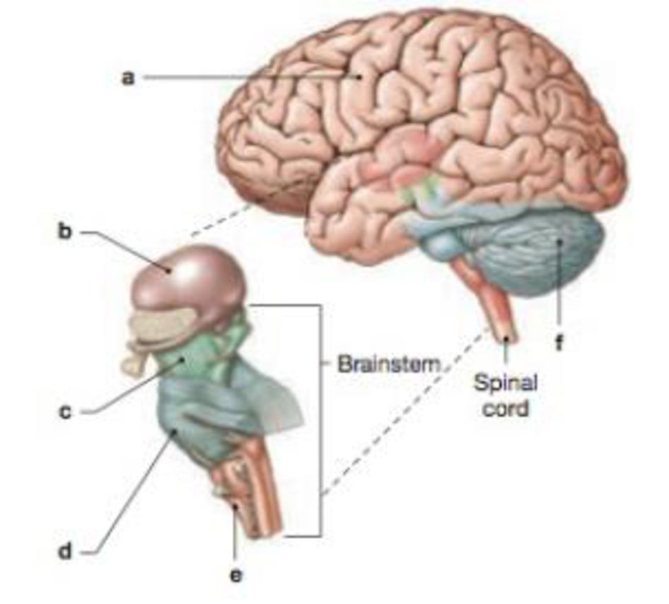 Chapter 14, Problem 1RQ, LEVEL 1 Reviewing Facts and Terms 1. Identify the major regions of the brain in the following 