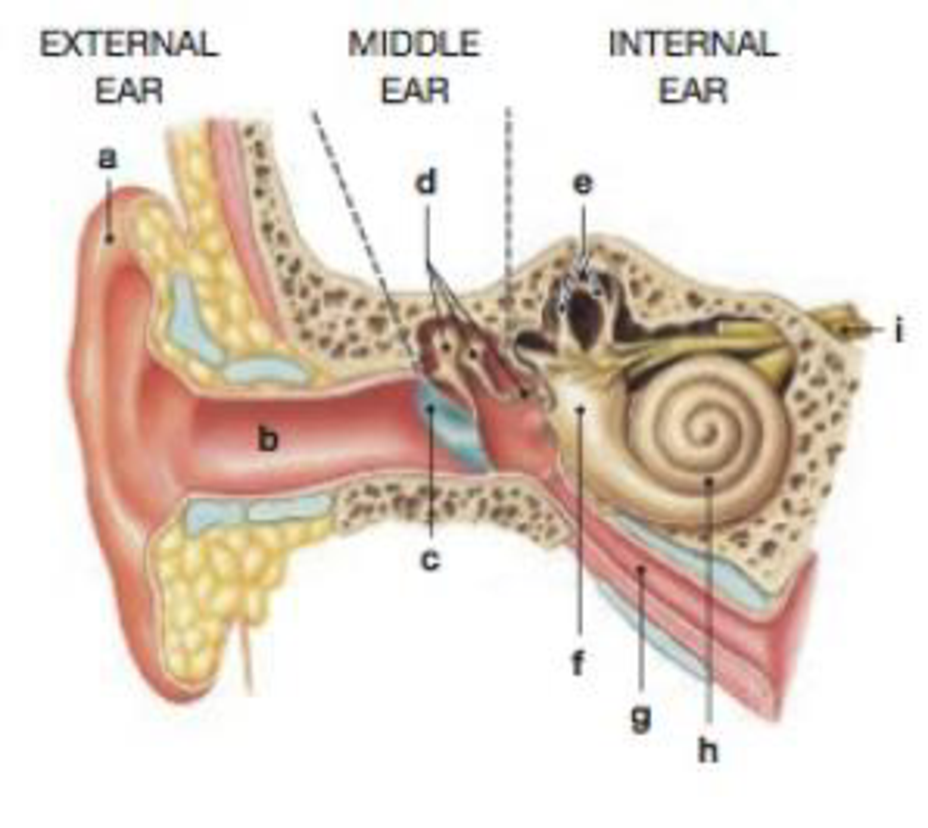 Chapter 17, Problem 10RQ, Identify the structures of the external, middle, and internal ear in the following figure. ________ 