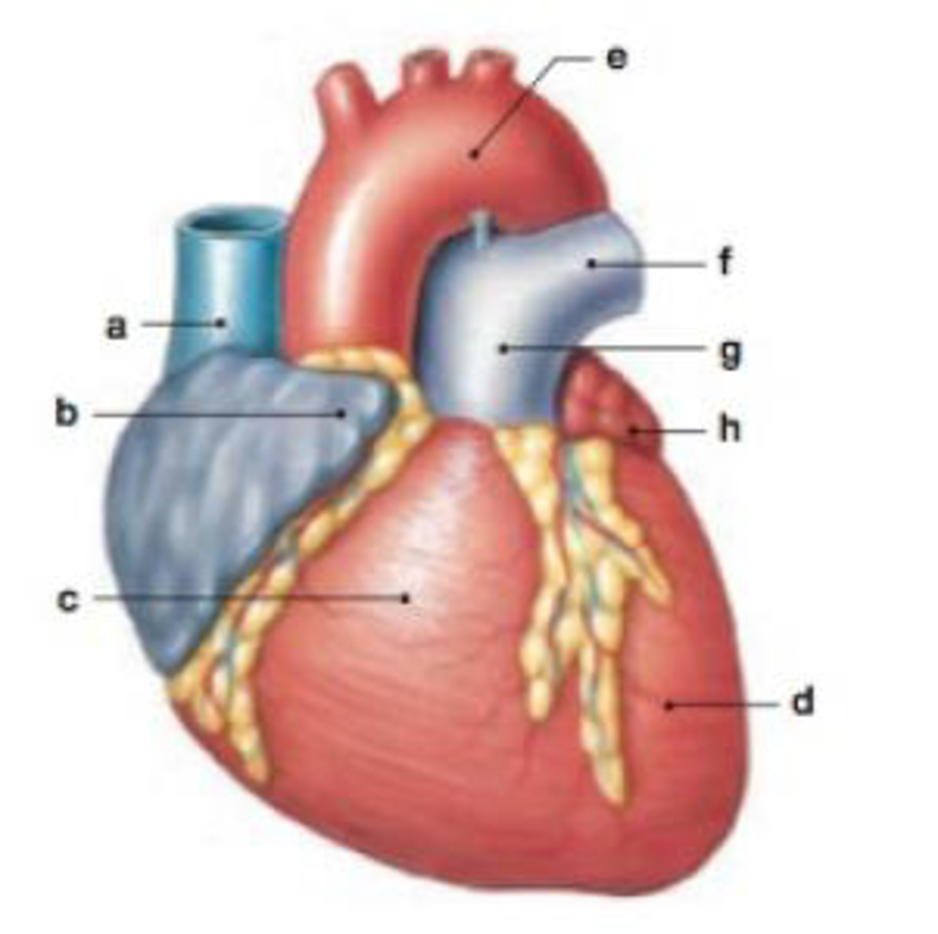 Chapter 20, Problem 1RQ, Identify the superficial structures in the following diagram of the heart. (a) _____ (b) _____ (c) 