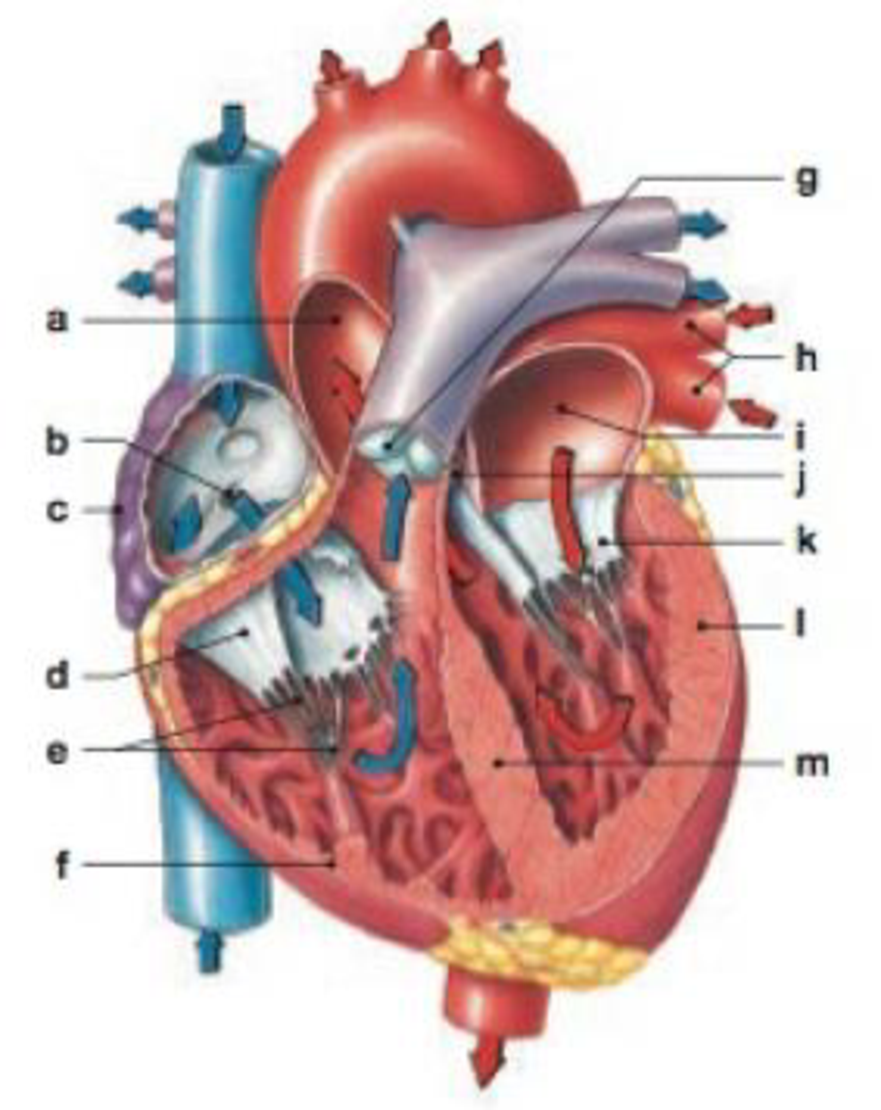 Chapter 20, Problem 2RQ, Identify the structures in the following diagram of a sectional view of the heart. (a) _____ (b) 