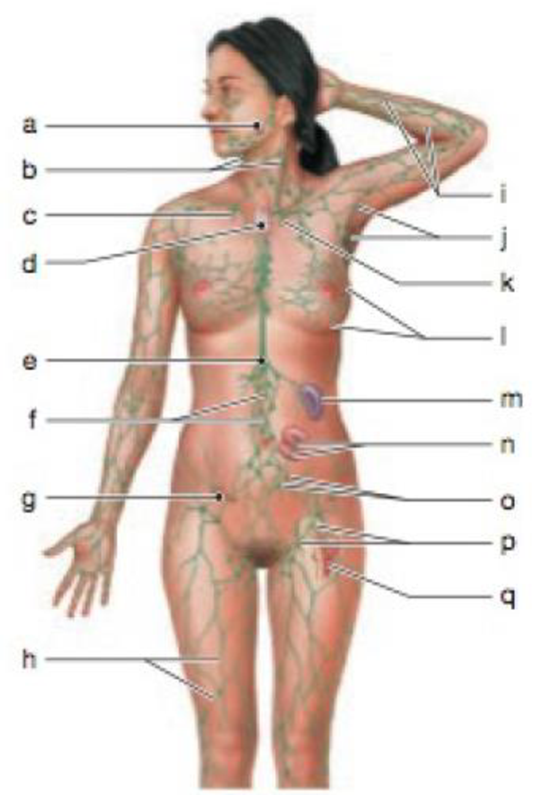Chapter 22, Problem 1RQ, LEVEL 1 Reviewing Facts and Terms 1. Identify the structures of the lymphatic system in the 