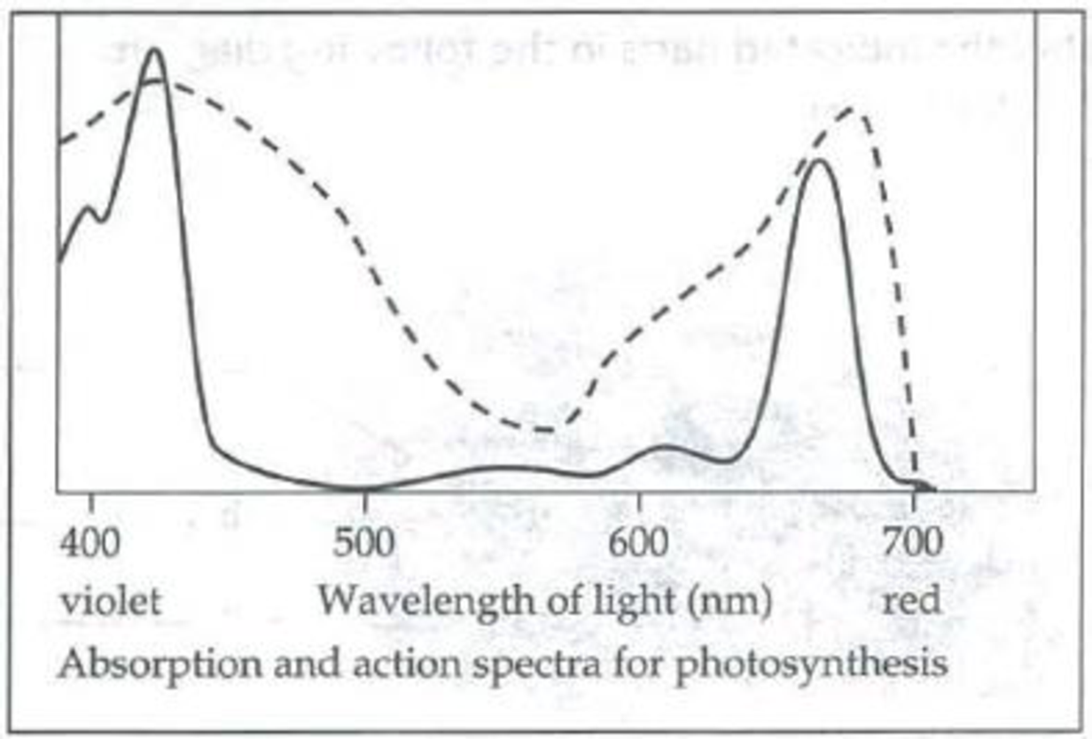 Chapter 10, Problem 3IQ, An action spectrum shows the relative rates of photosynthesis under different wavelengths of light. 