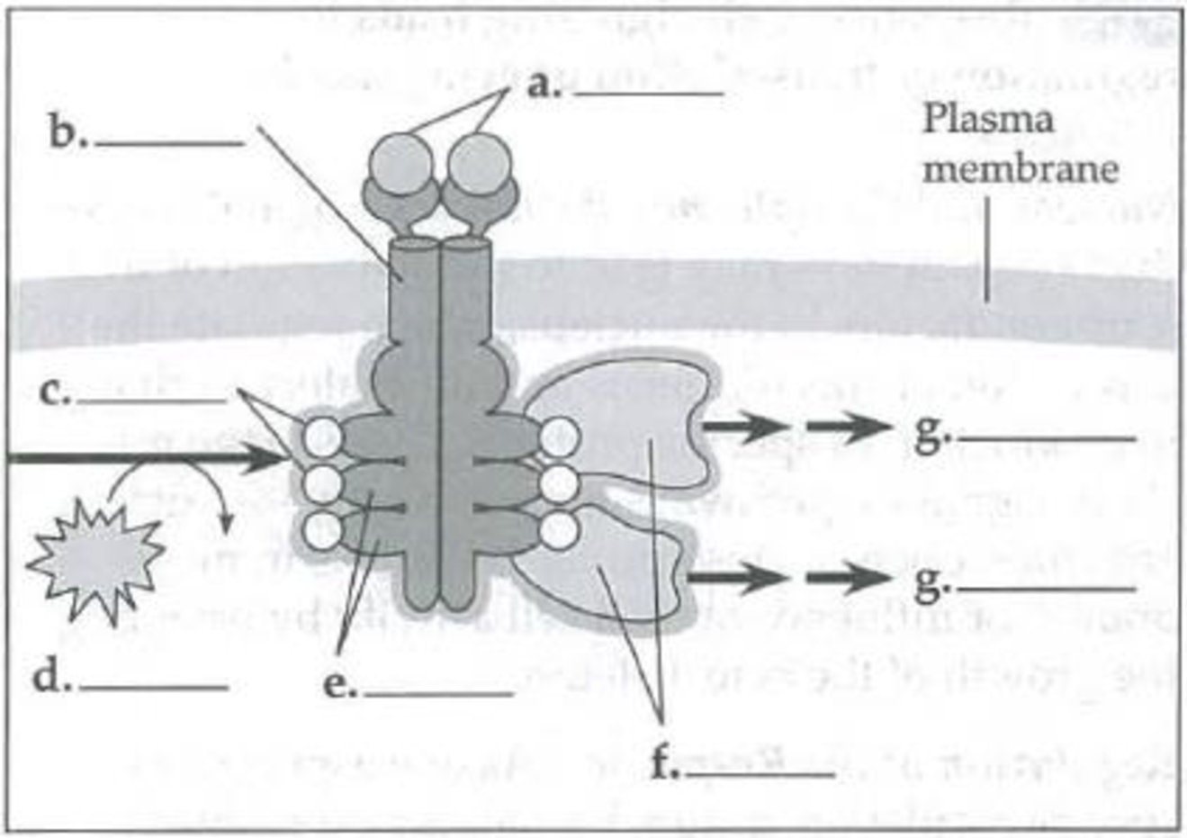 Chapter 11, Problem 3IQ, Label the parts in the following diagram of an activated receptor tyrosine kinase dimer. 