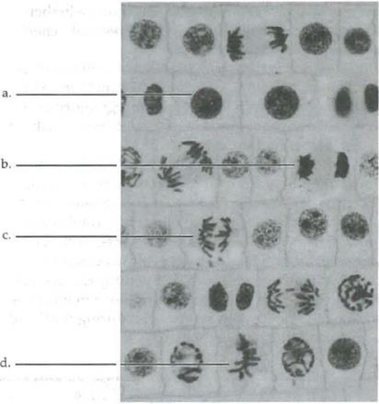 Chapter 12, Problem 1SYK, In the following photomicrograph of onion root tip cells, identify the cell cycle stage for the 