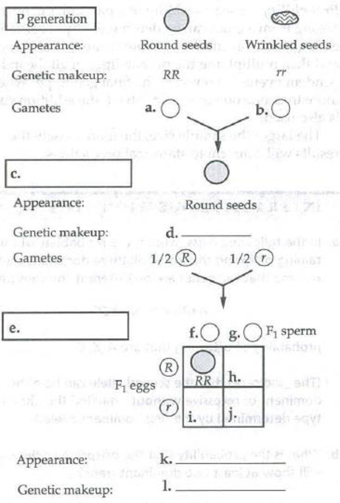Chapter 14, Problem 1IQ, Fill in the following diagram of a cross of round-seeded and wrinkled-seeded pea plants. The round 