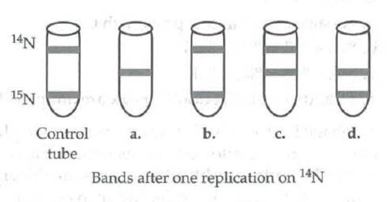 Chapter 16, Problem 19TYK, You are trying to test your hypothesis that DNA replication is conservative that is, that the 