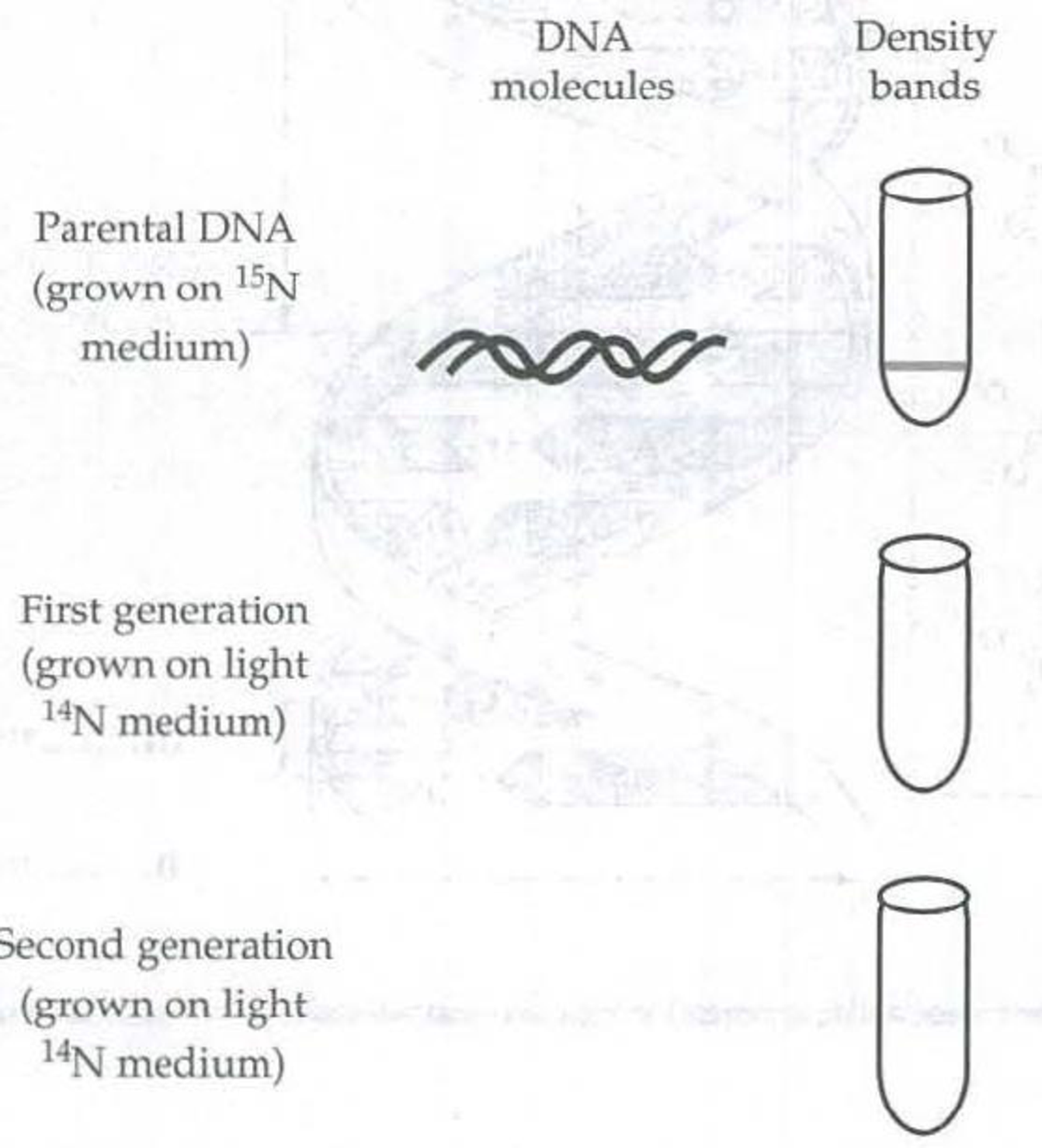 Chapter 16, Problem 3IQ, Using different colors for heavy (parental) and light (new) strands of DNA, sketch the DNA molecules 