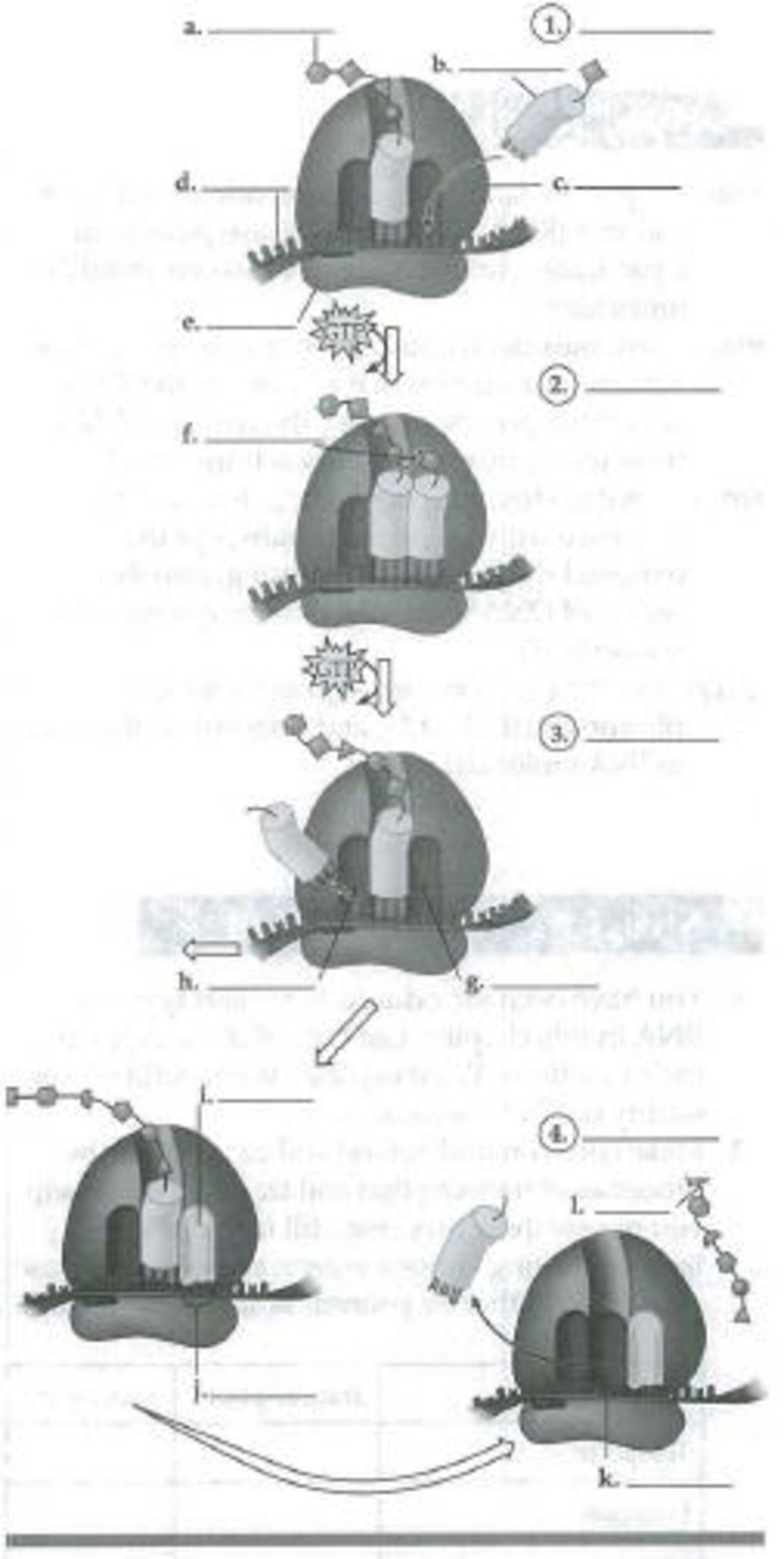 Chapter 17, Problem 6IQ, In the following diagrams of polypeptide synthesis, name the stages (14), identify the components 
