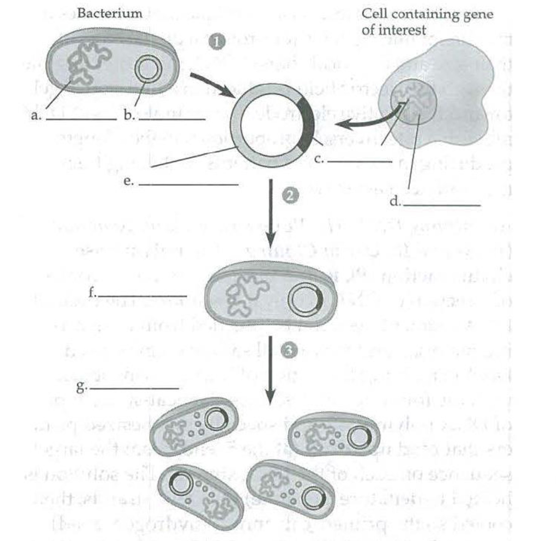 Chapter 20, Problem 2IQ, The following schematic diagram depicts an overview of gene cloning. Identify components a-g. 