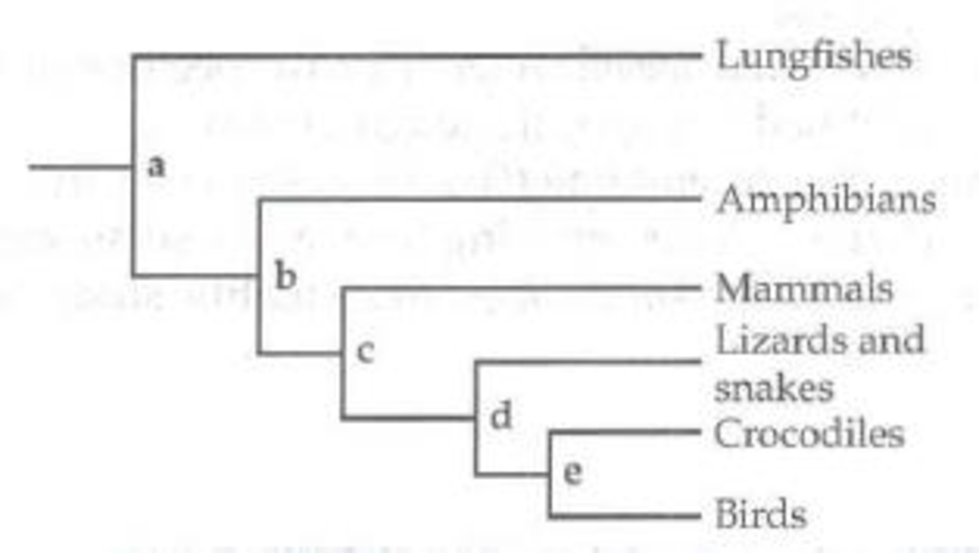 Chapter 22, Problem 16TYK, Use the following evolutionary tree representing the relationships among a group of vertebrates to 