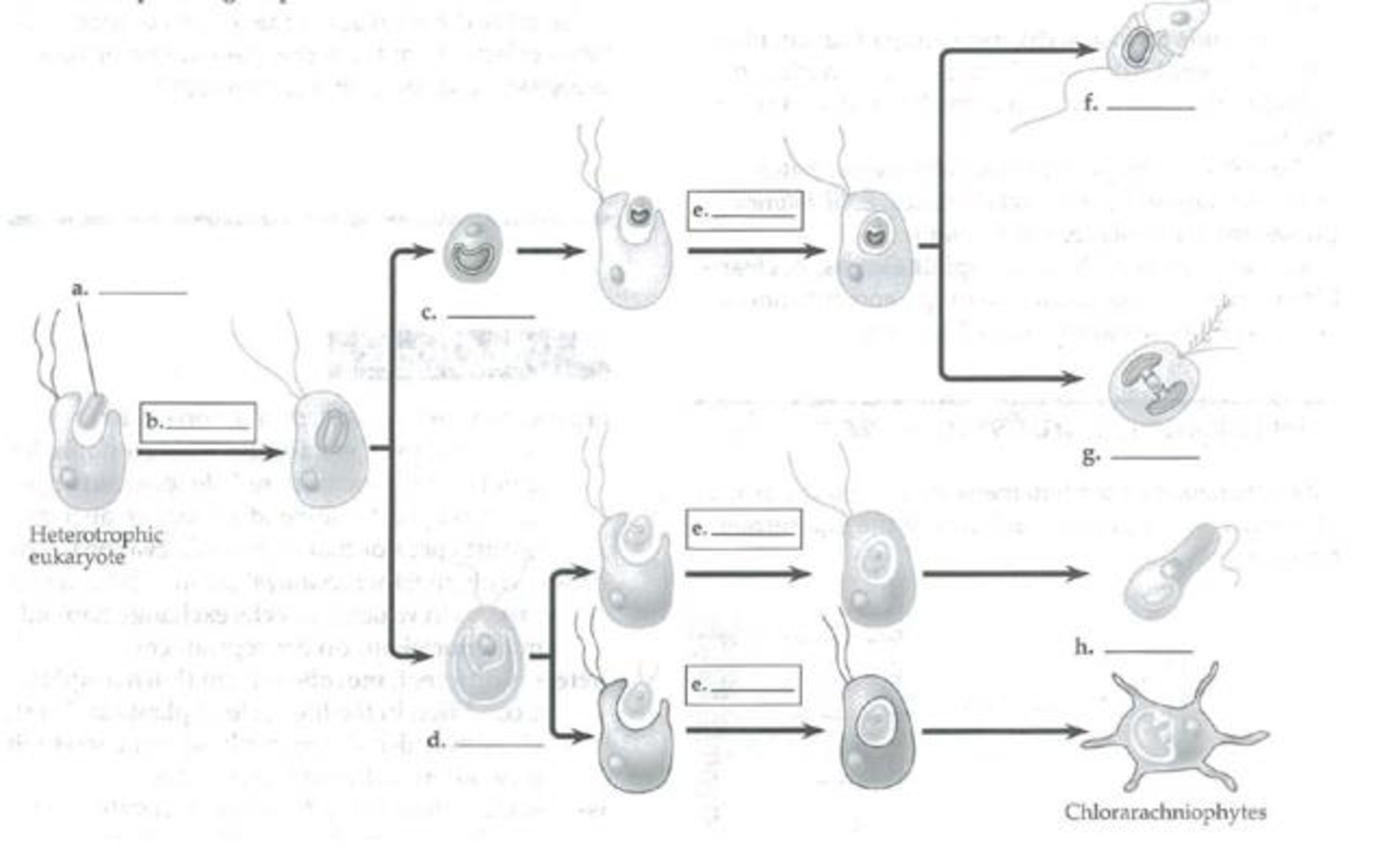 Chapter 28, Problem 1SYK, Evidence indicates that all plastids (except for one recent example) evolved from a cyanobacterium 