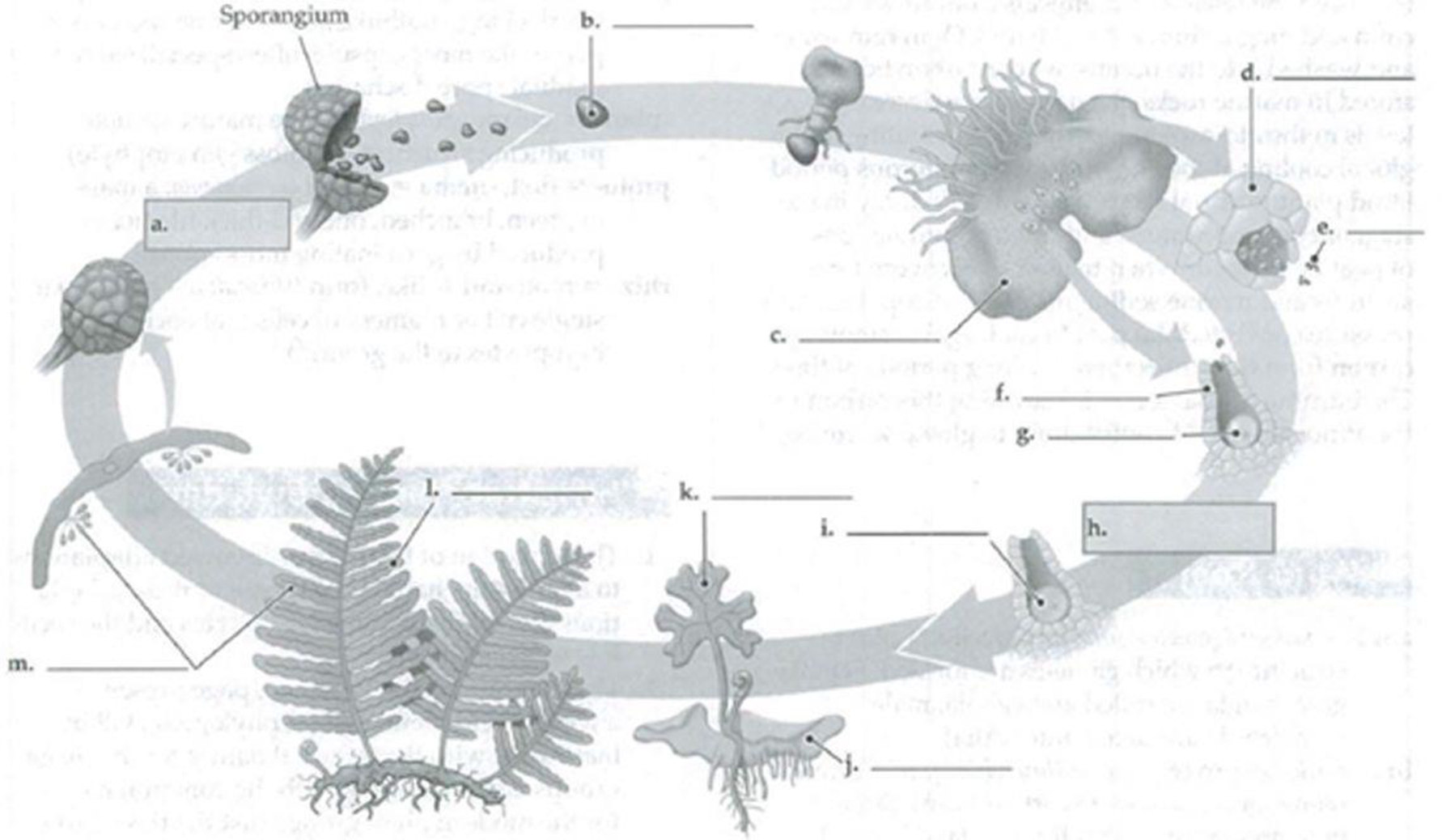 Chapter 29, Problem 6IQ, In the following diagram of the life cycle of a fern, label the processes (in the boxes) and 