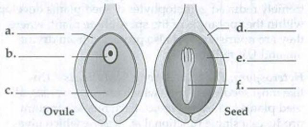 Chapter 30, Problem 2IQ, Label the parts in the following generalized diagrams of an unfertilized ovule and a seed of a 