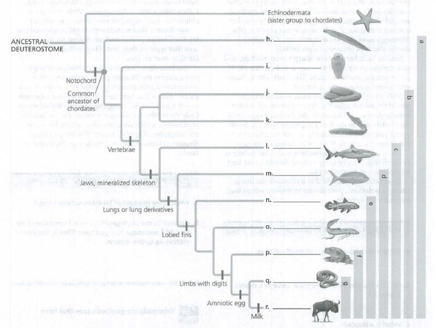 Chapter 34, Problem 3IQ, The following phylogenetic hypothesis shows the major clades of chordates with some of the derived 