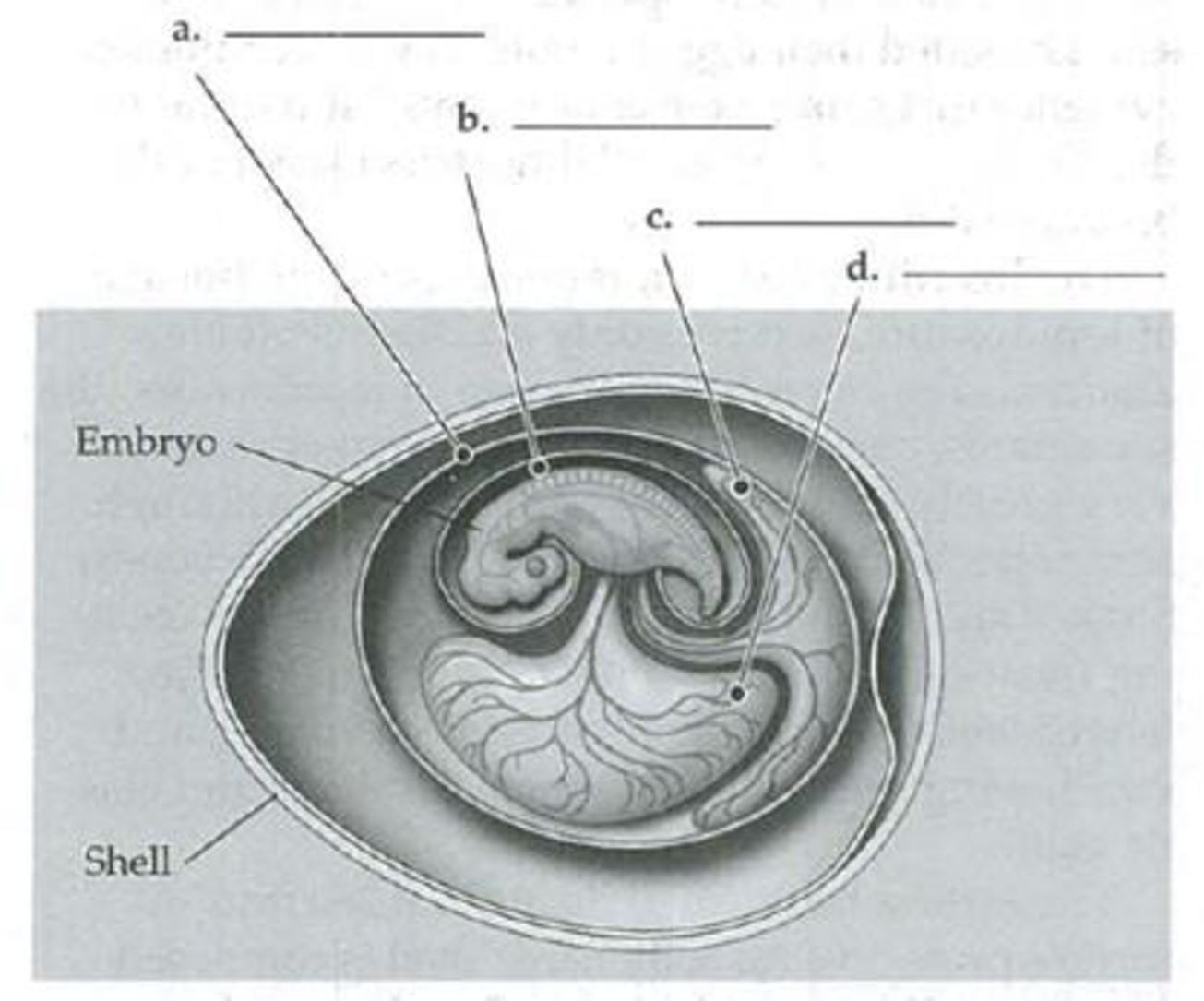 Chapter 34, Problem 7IQ, Identify the four extraembryonic membranes in the following sketch of an amniotic egg. Identify the 