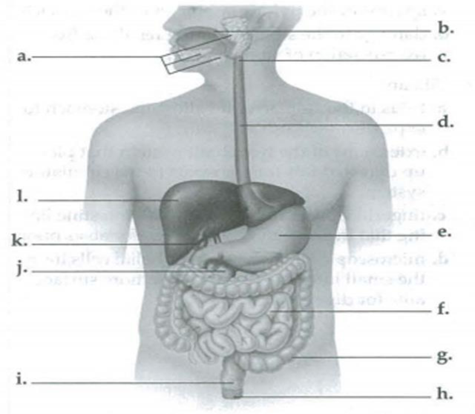 Chapter 41, Problem 1SYK, Label the indicated structures in the following diagram of the human digestive system. Review the 
