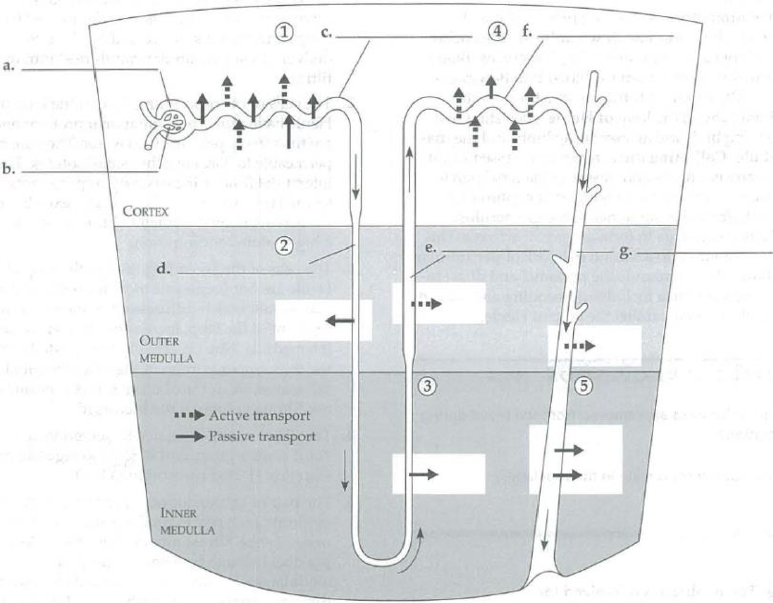 Chapter 44, Problem 5IQ, In the following diagram of a nephron and collecting duct, label the parts on the indicated lines. 
