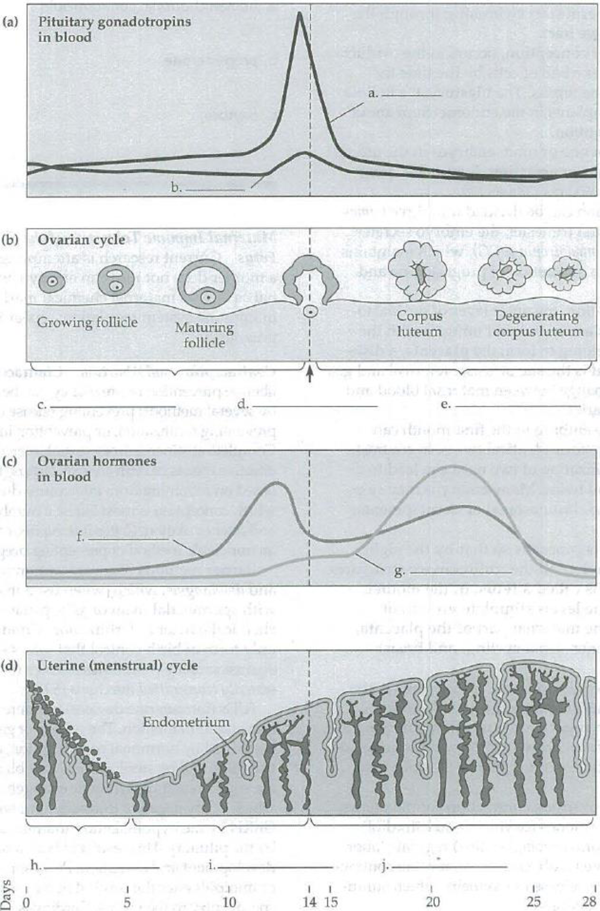 Chapter 46, Problem 6IQ, In the following diagram of the human female reproductive cycle, label the lines indicating the 